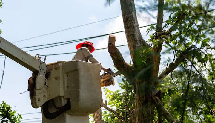 A professional in a bucket truck uses a chainsaw to cut limbs from a Columbus, OH tree.