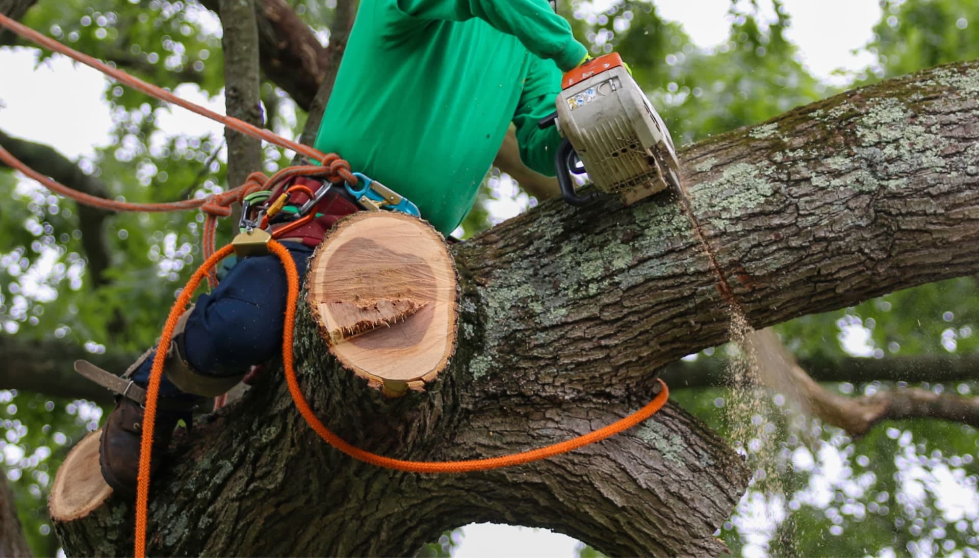 A tree removal expert uses a harness for safety while cutting a tree in a Columbus, OH yard.