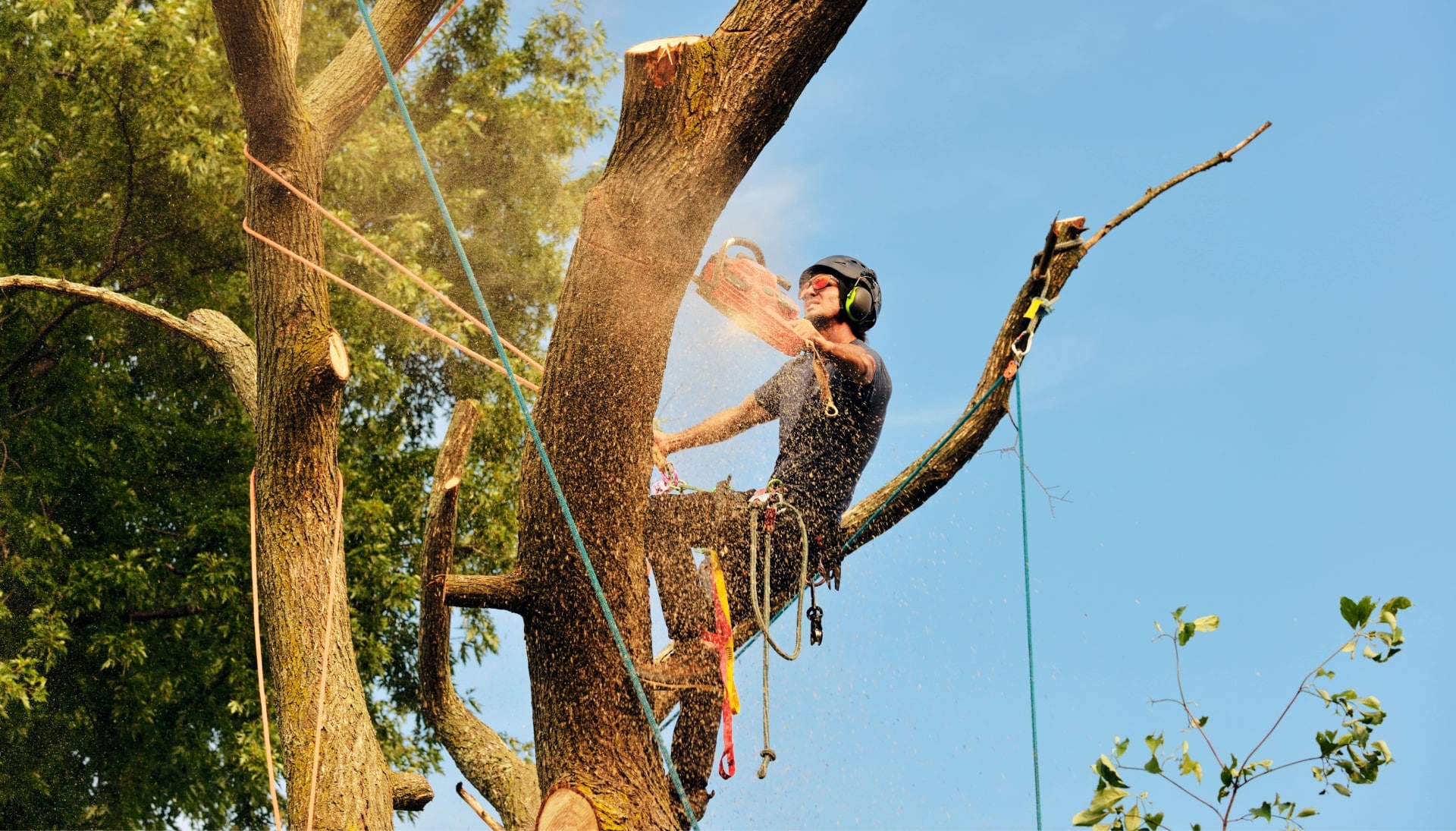 An expert tree removal technician cuts the limb off a tree on a Columbus, OH property.
