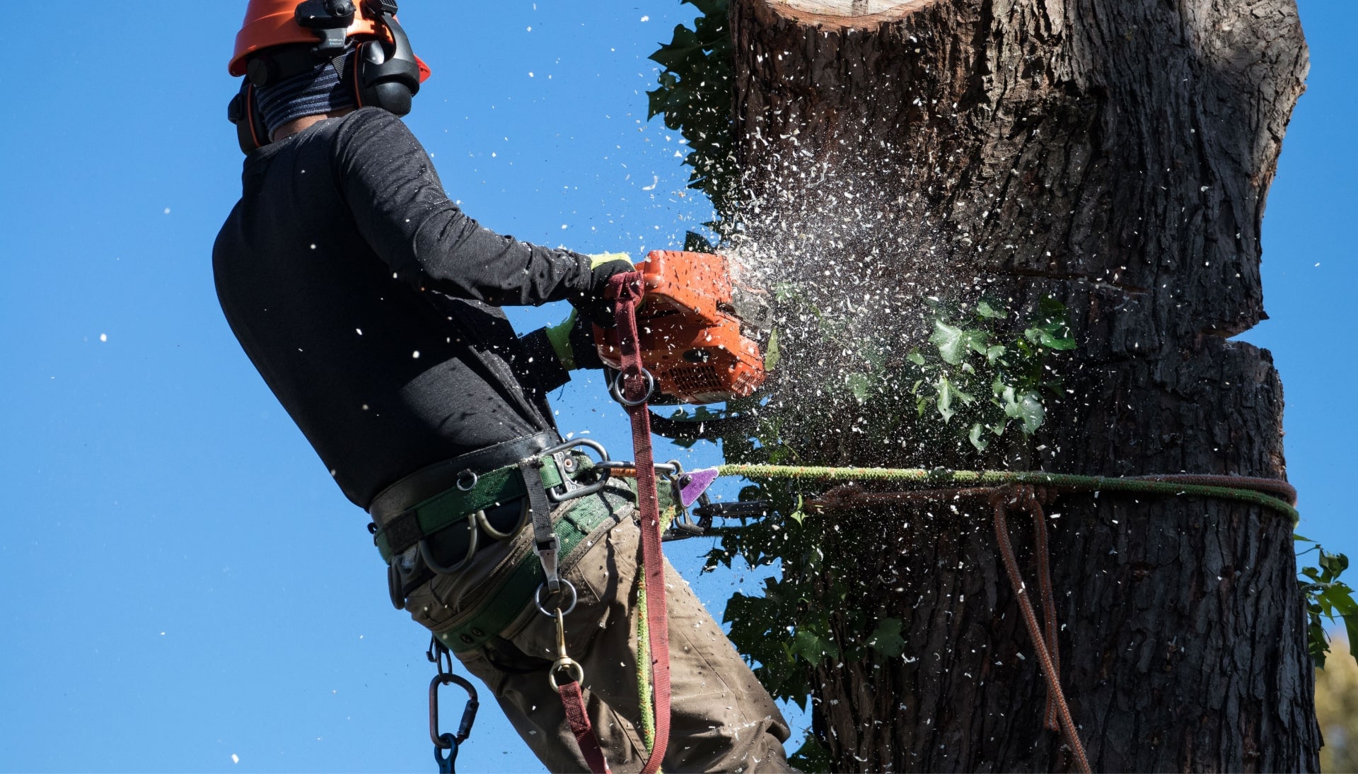 A professional tree removal expert removes a tree trunk from a Columbus, OH yard.